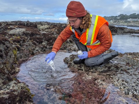 tide pool sampling. photo by Meghan Shea