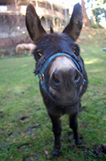 Trouble, the miniature donkey