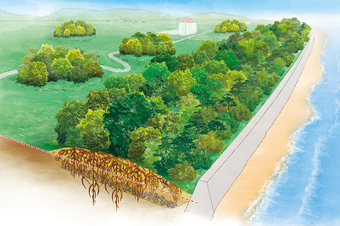 Tsunami mitigation park