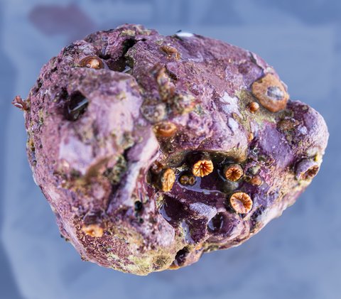 A rock pulled from the sea has organisms growing on it.