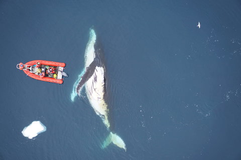 Humpback whale and boat