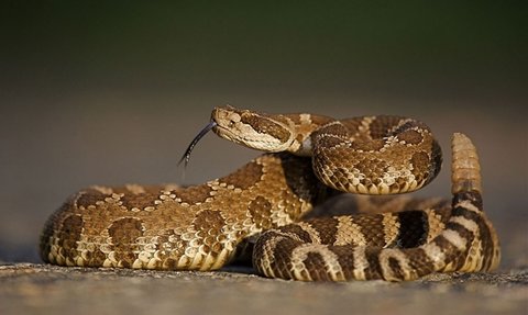 Rattlesnake