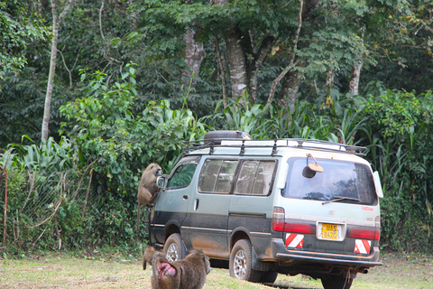 Olive baboons and vehicle
