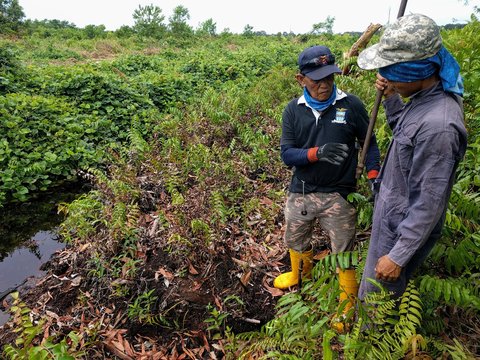 Workers install moisture sensors in peatlands