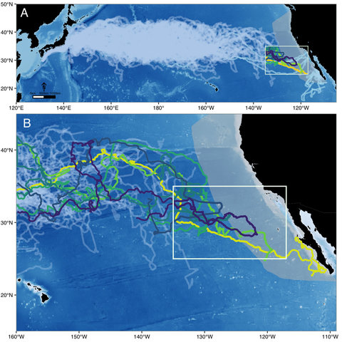 Map of sea turtle movement