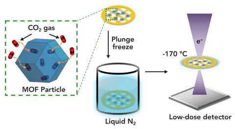 In a new study, researchers trapped carbon dioxide molecules in highly porous nanoparticles called MOFs, flash-froze the particles in liquid nitrogen and examined them with cryo-EM at a Stanford-SLAC facility. The process allowed them to obtain the first atomic-scale images of individual carbon dioxide molecules within the particle’s cage-like pores. (Photo credit: Li et al., Matter, 26 June 2019)