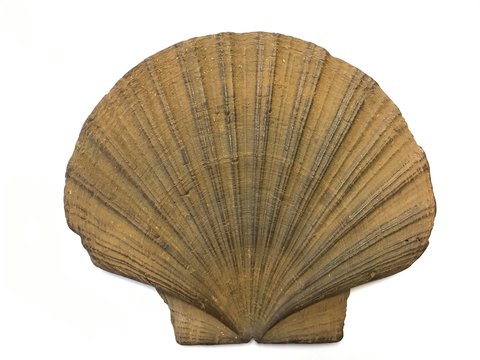 Pecten maximus