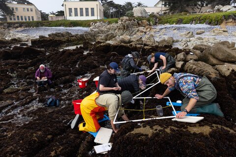 Researchers conduct visual surveys in tidepools.