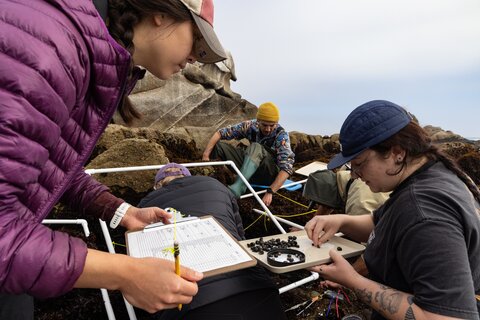 Researchers count marine snails in a tray.