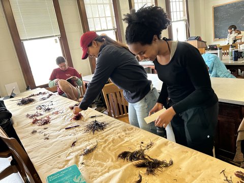 Students examine various types of seaweed at the Hopkins Marine Station