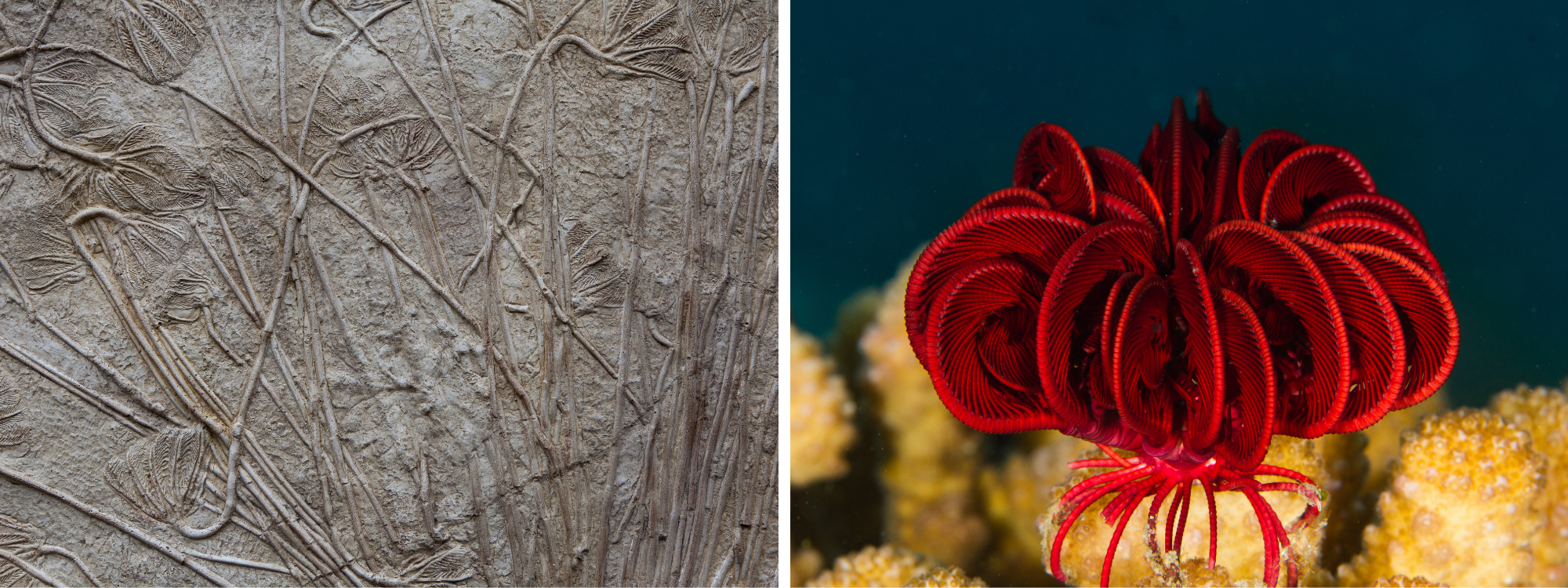Crinoid fossils and feather star