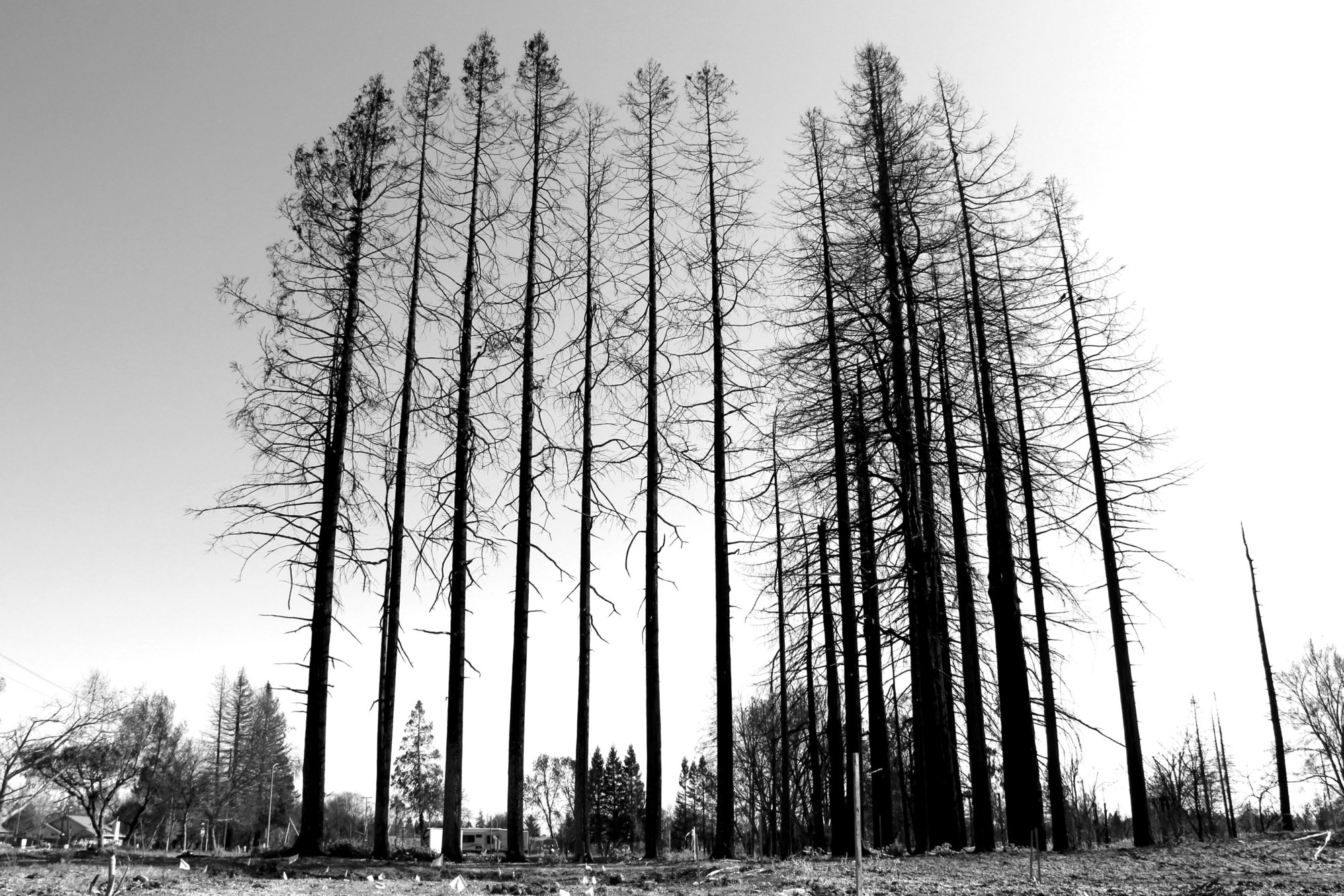 Black and white. Silhouettes of towering burnt trees with rubble on the ground below them