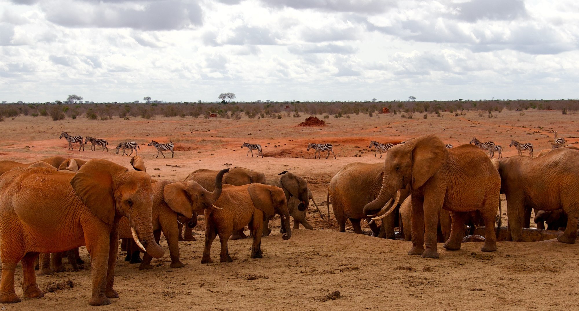 Crowded pack of elephants standing in the red dirt with zebras walking behind them and the horizon in the distance