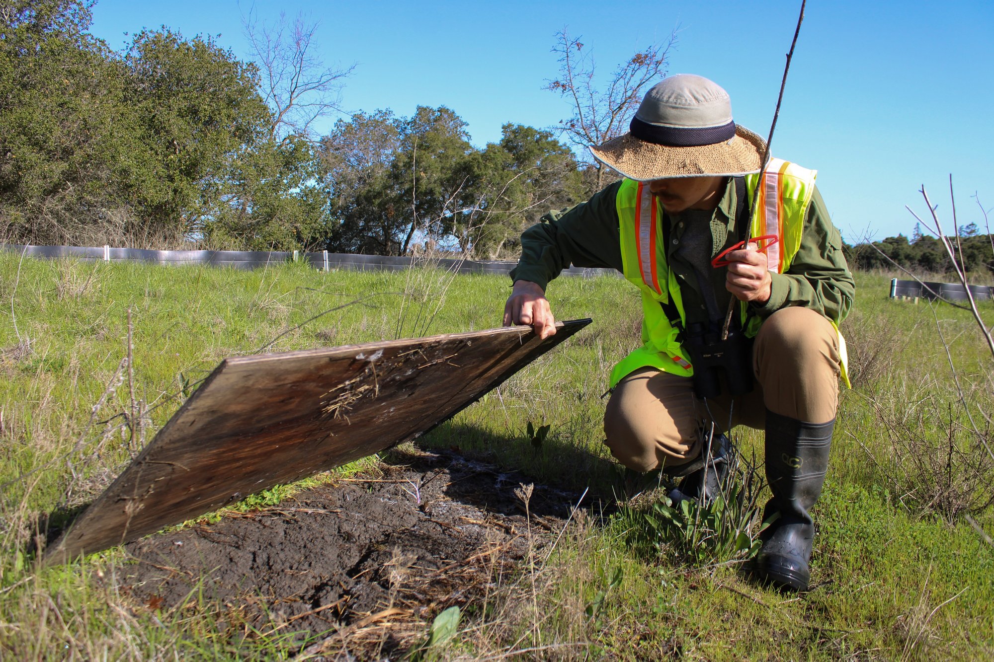 Person wearing a neon yellow vest lifts up a wooden board in a grass field to inspect the soil below it