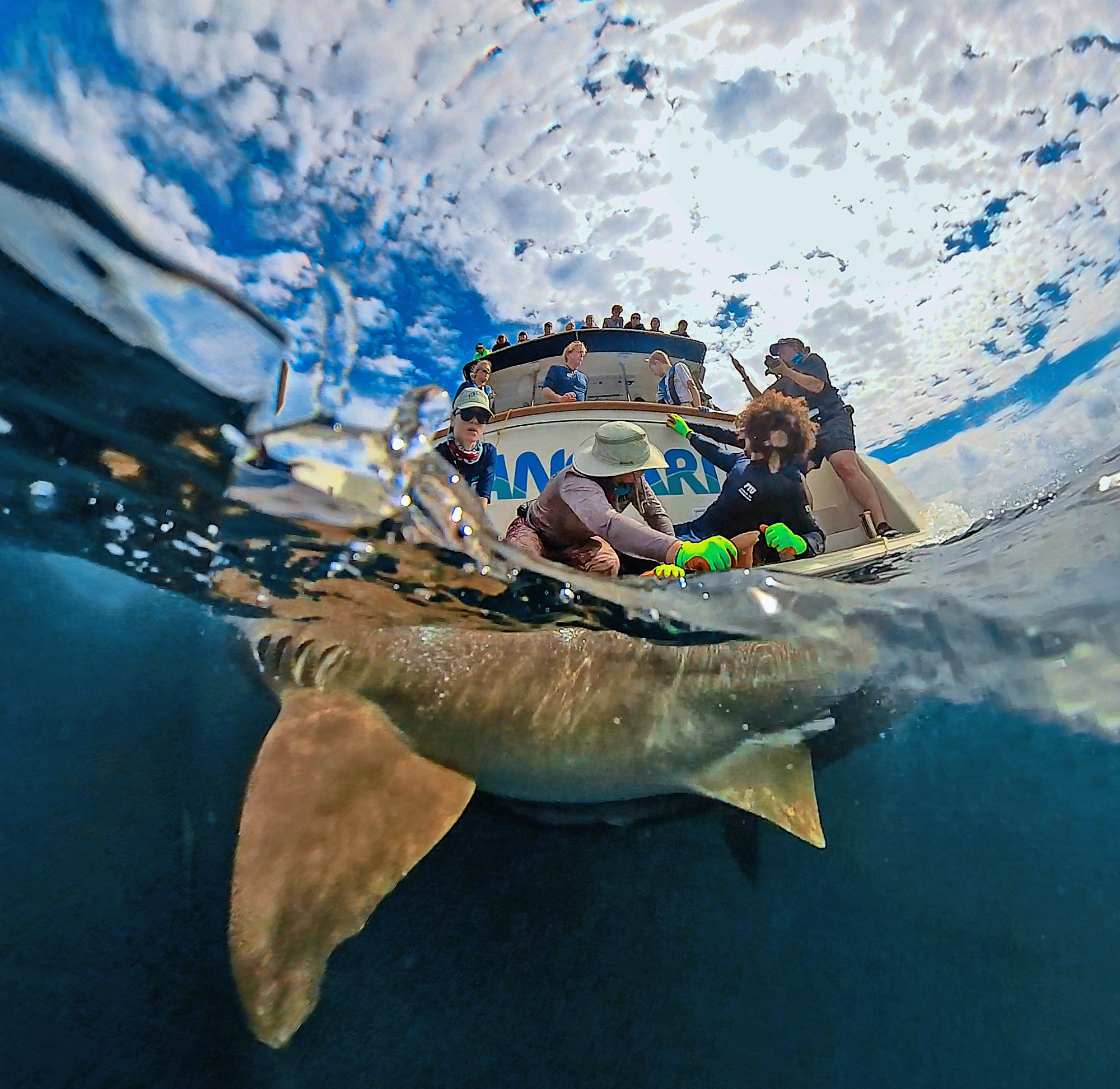 Fisheye lens view of ocean surface. A shark beneath the surface and a team of researchers above on a boat tagging it