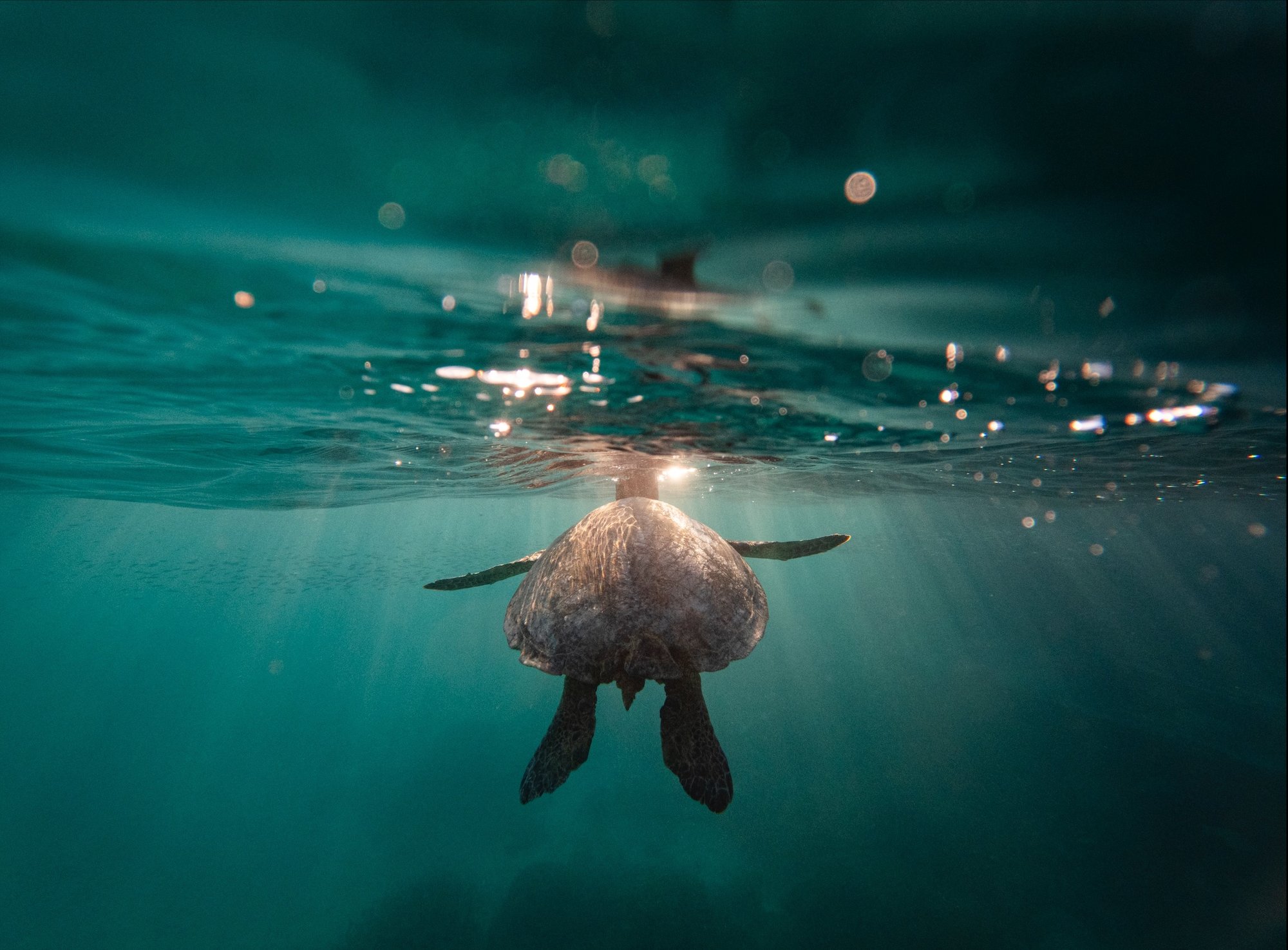 Underwater photo of a sea turtle lifting head to touch water surface. Sun rays stream down from the rippled surface