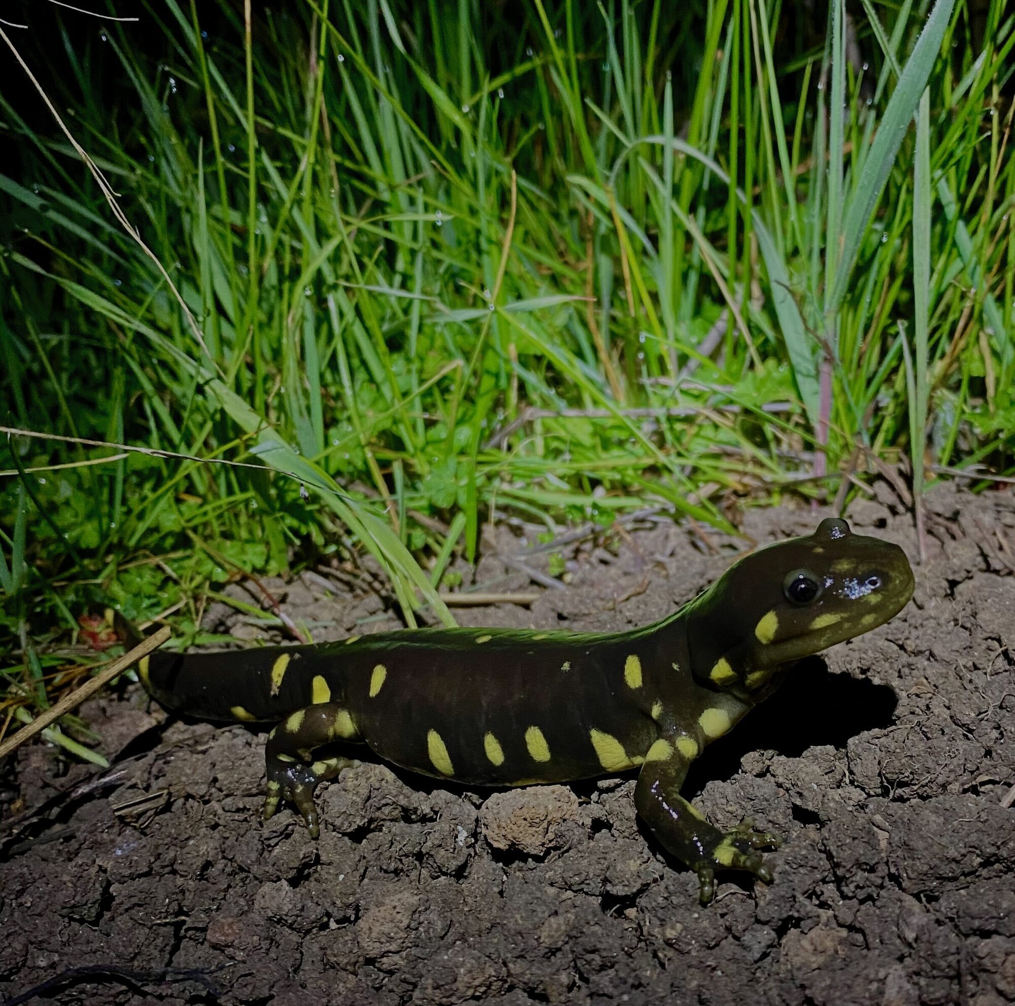 Close-up of a shiny black salamander with yellow spots, standing in front of grass