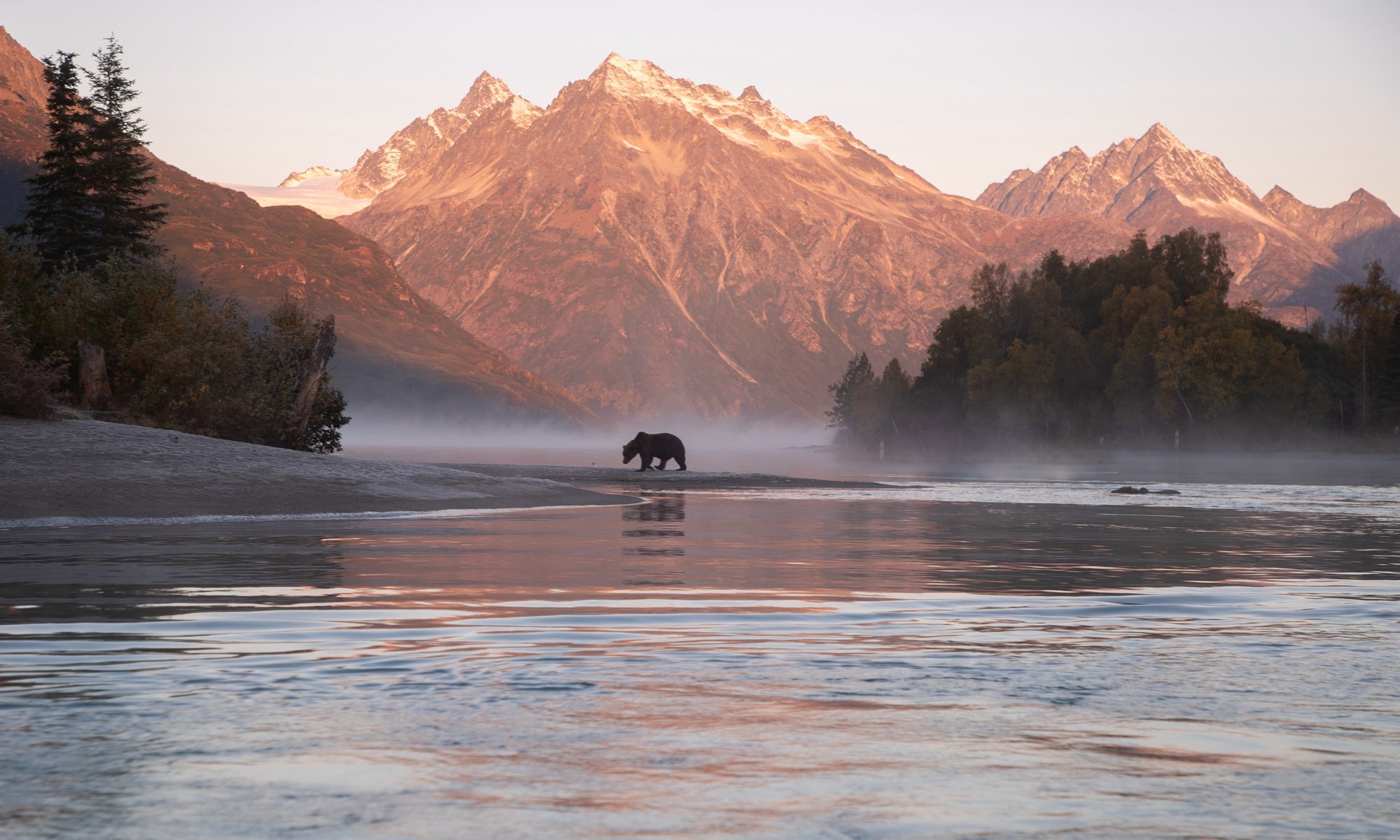Rosy sunlit mountains in the background with the silhouette of a bear walking past a reflective lake