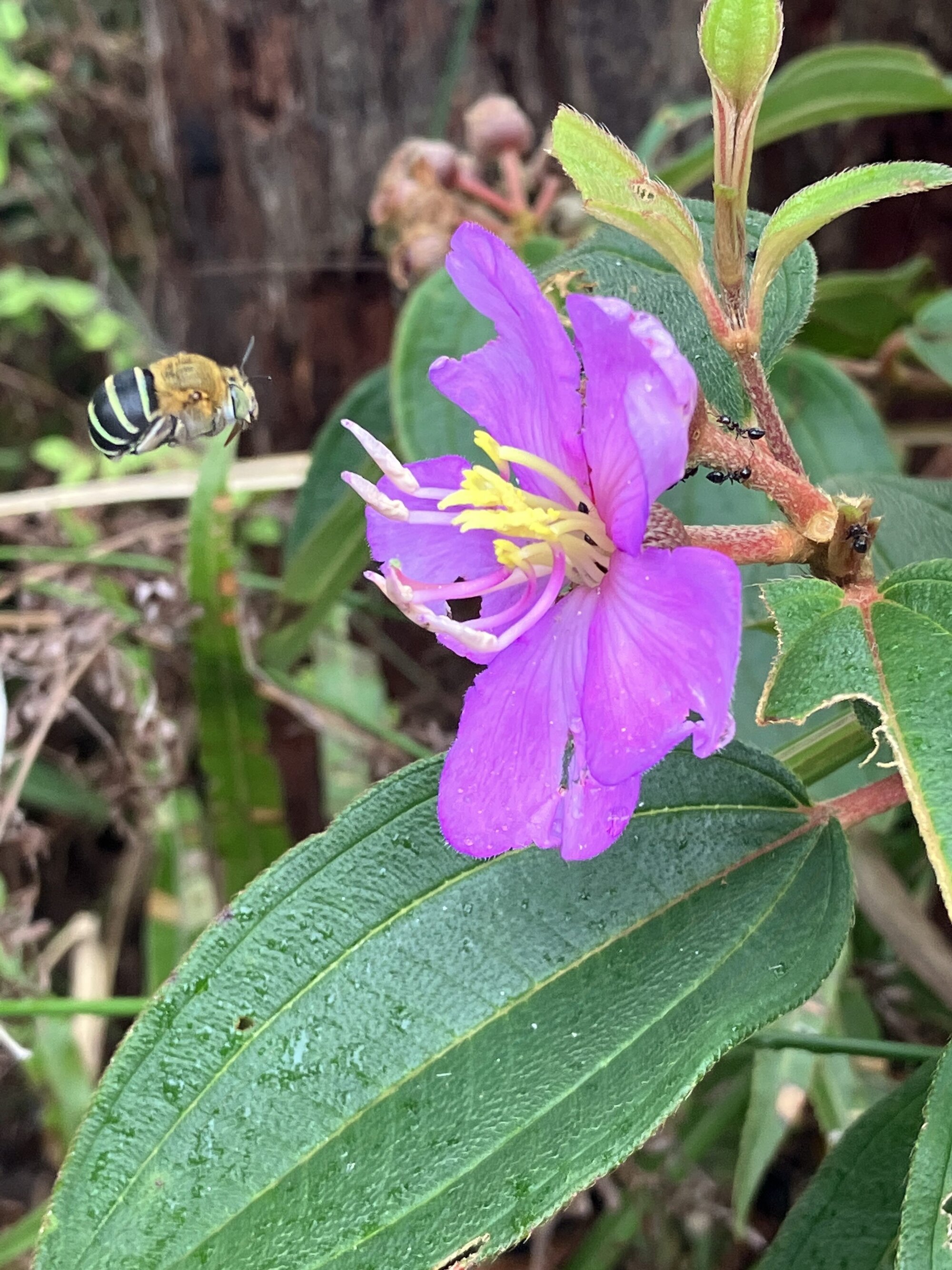 Vibrant purple flower with large green leaves. A bee with bright blue stripes hovers nearby