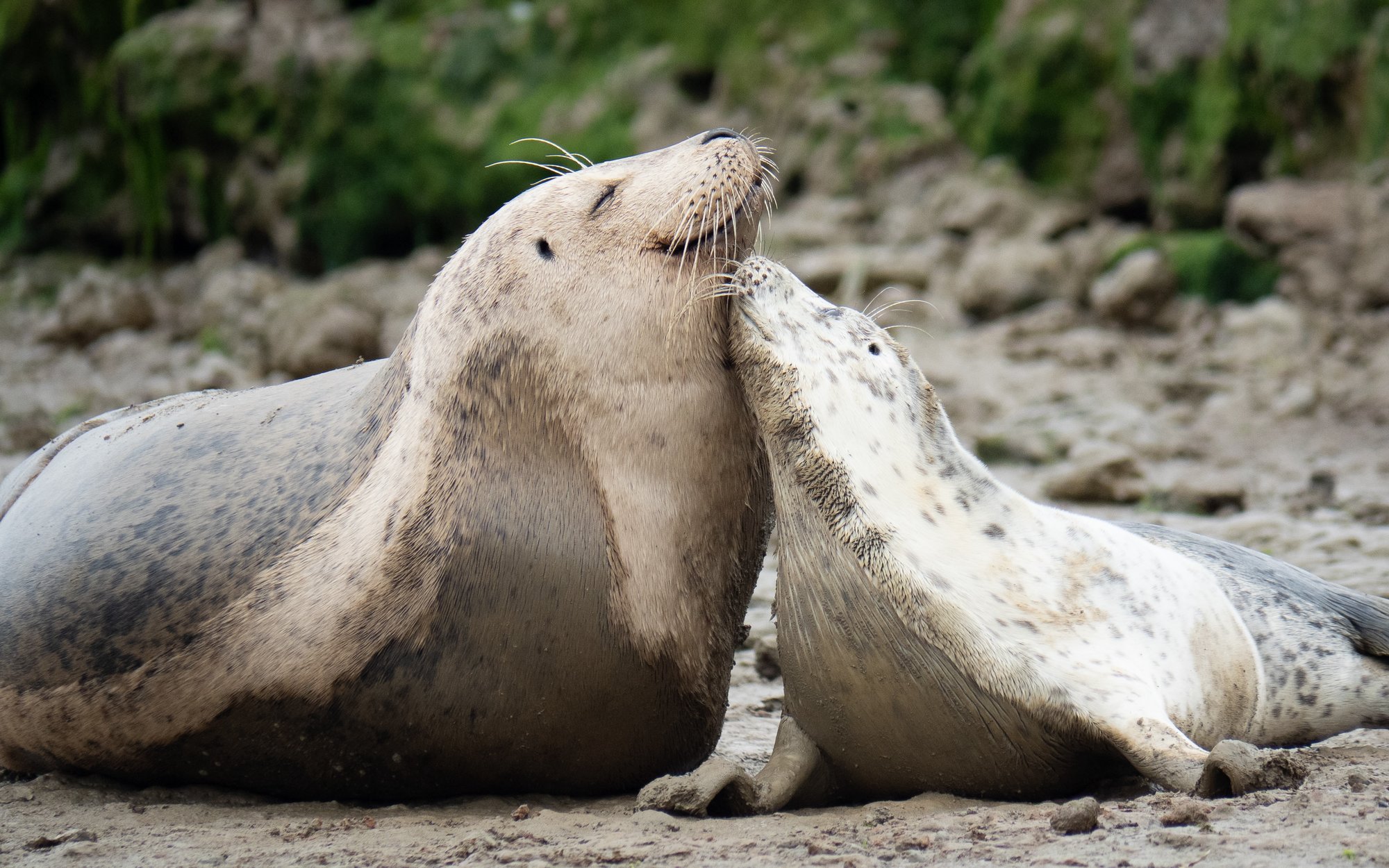 A baby seal reaches their head to their mother who smiles as their noses touch