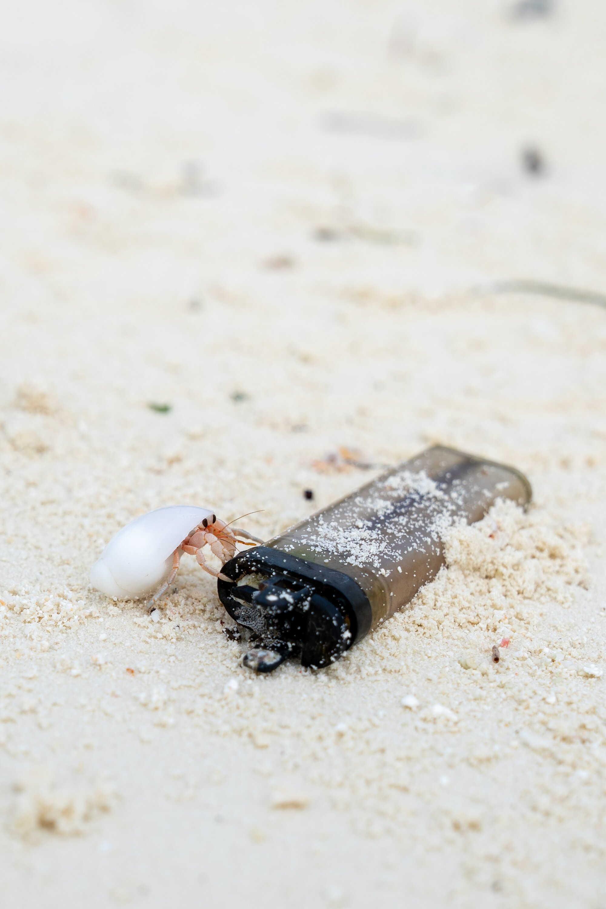 Close-up of a lighter lying in the sand with a tiny hermit crab starting to climb on it