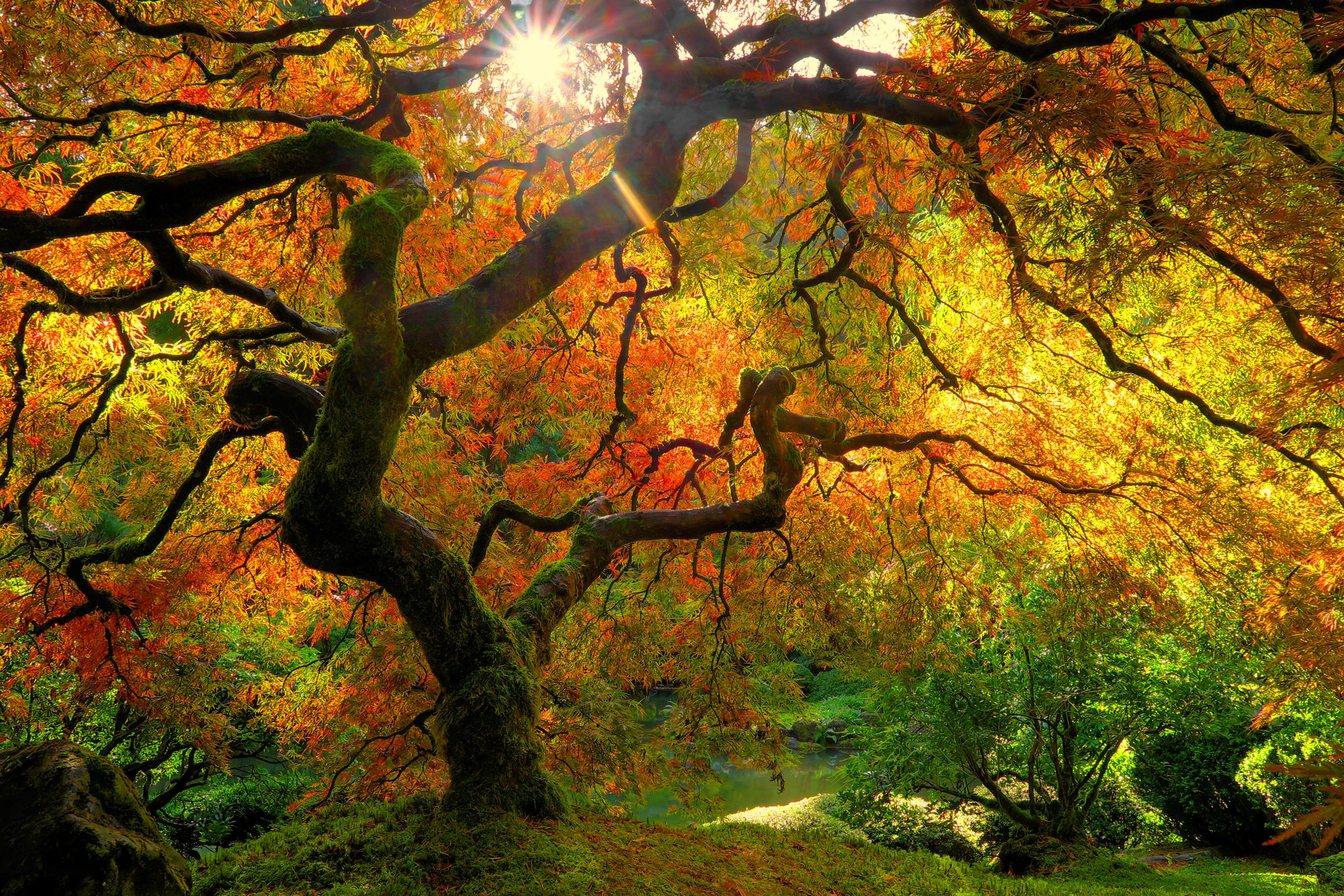 Larry Chow - Beauty Nature - Honorable Mention