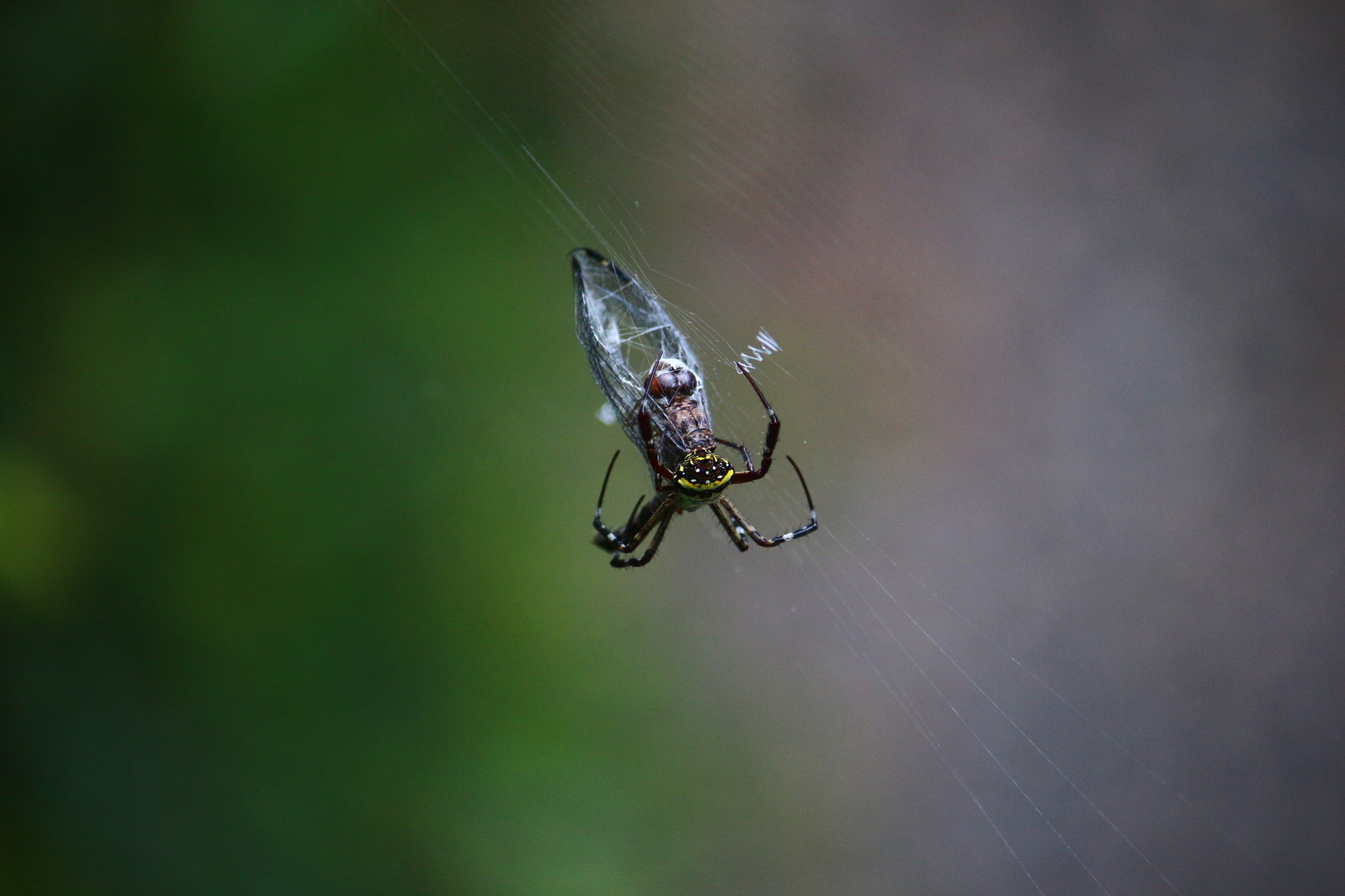 Vel Senthil - Beauty Nature - Honorable Mention